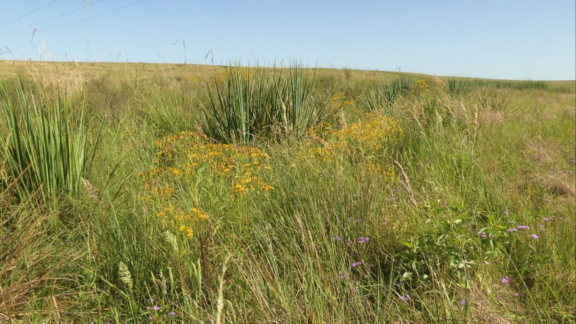 Chuva Traz Rebrote e Plantas Daninhas: Controle em 30 Dias - Imagem do artigo original