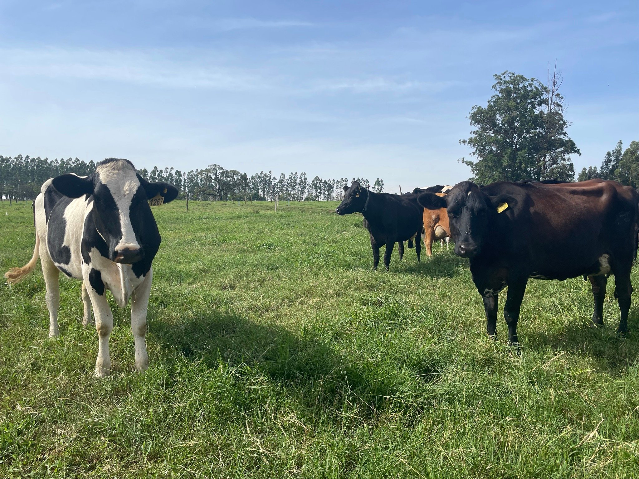 Boas Práticas Cortam Uso de Água na Produção de Leite - Imagem do artigo original