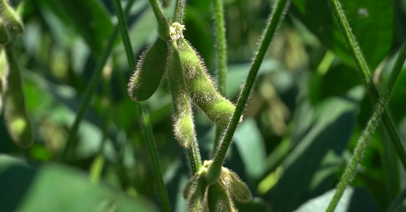 Embrapa Destaca Programa Soja Baixo Carbono na COP30 - Imagem do artigo original