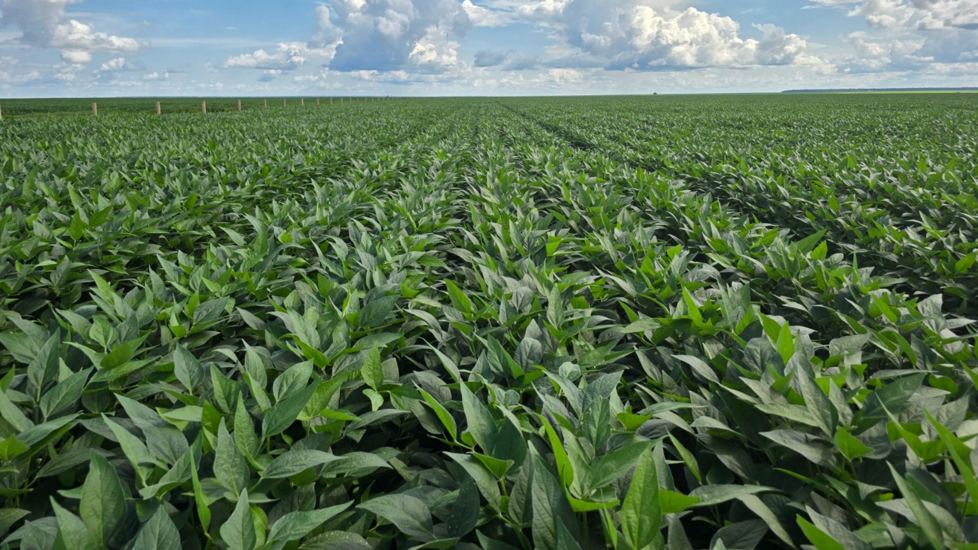 Inadimplência de Produtor Rural Sobe Para 8,1% no 2º Tri - Imagem do artigo original