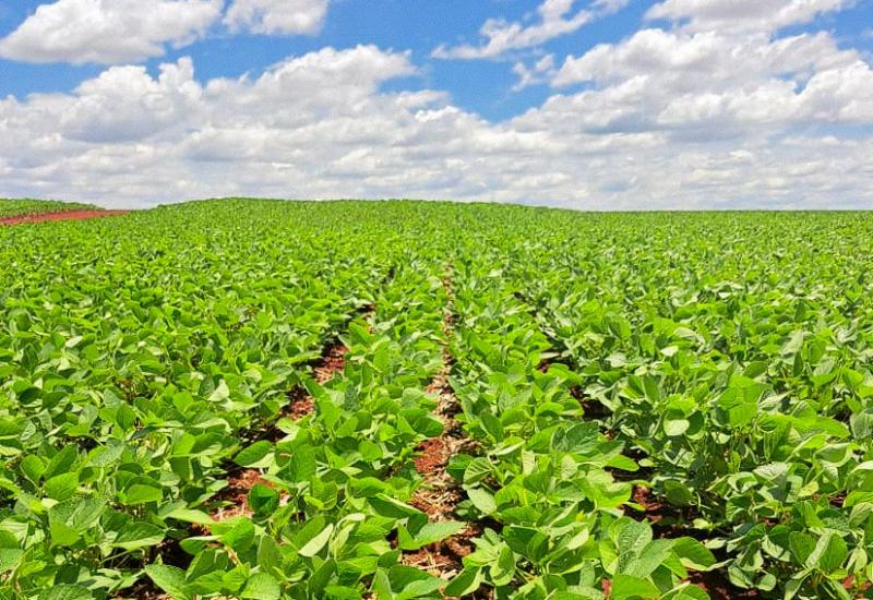 Plantio de Soja em MS Atinge 61,6% da Área Prevista - Imagem do artigo original