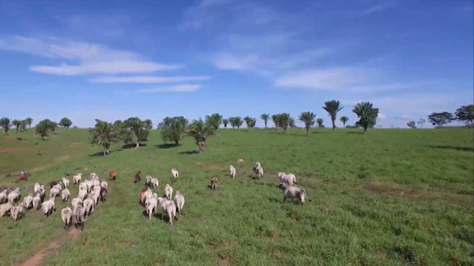 Diferenças Entre Pastejo Rotacionado e Ultradenso - Imagem do artigo original