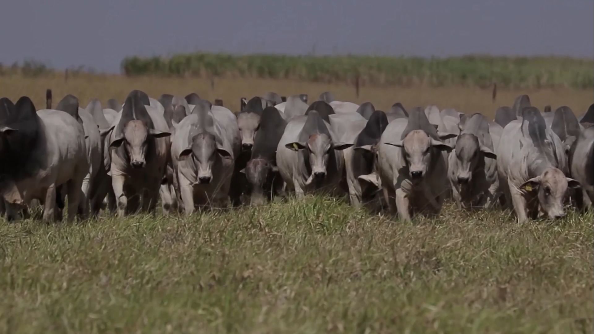 Cálculo de Lotação Integra Finanças à Produção Pecuária - Imagem do artigo original