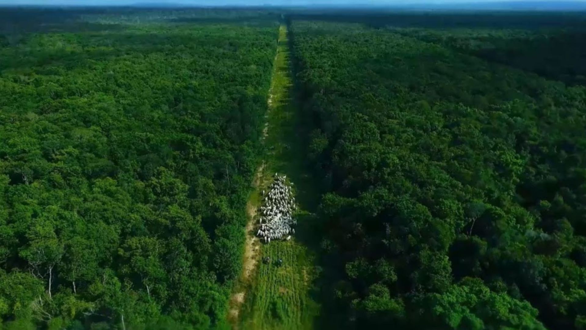 Estudo Indica Queda de 92% nas Emissões da Pecuária Até 2050 - Imagem do artigo original