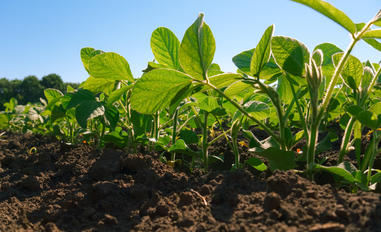 Mapa Negocia Parcerias Climáticas na COP30 em Belém - Imagem do artigo original