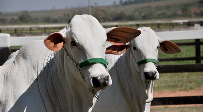 Consumo Eleva Preço do Boi Gordo e da Carne no Atacado