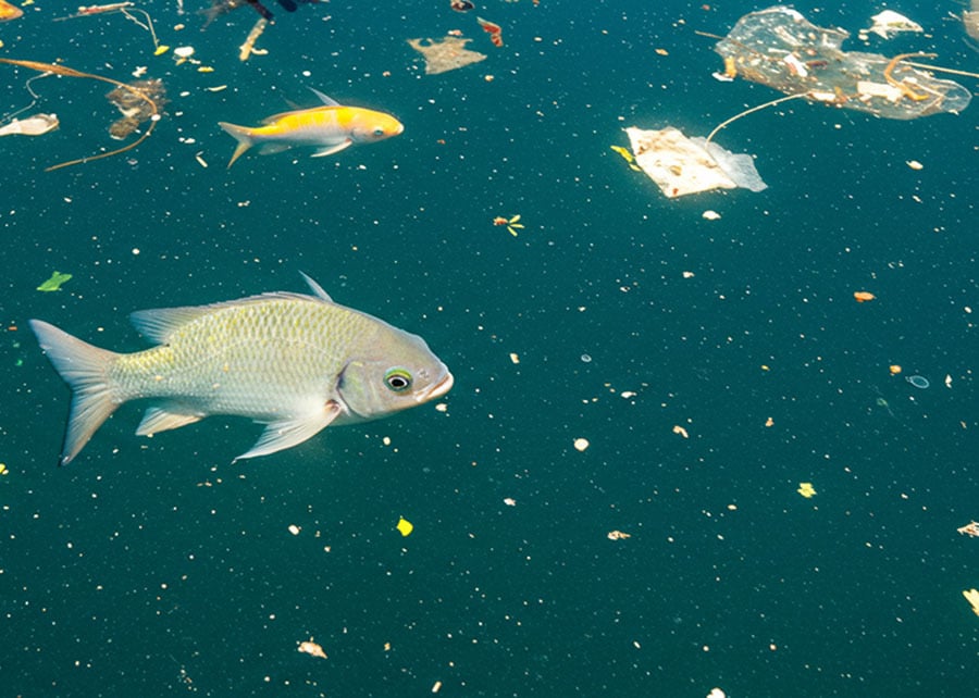 Calor Amplifica Toxicidade de Microplásticos em Peixes - Imagem do artigo original