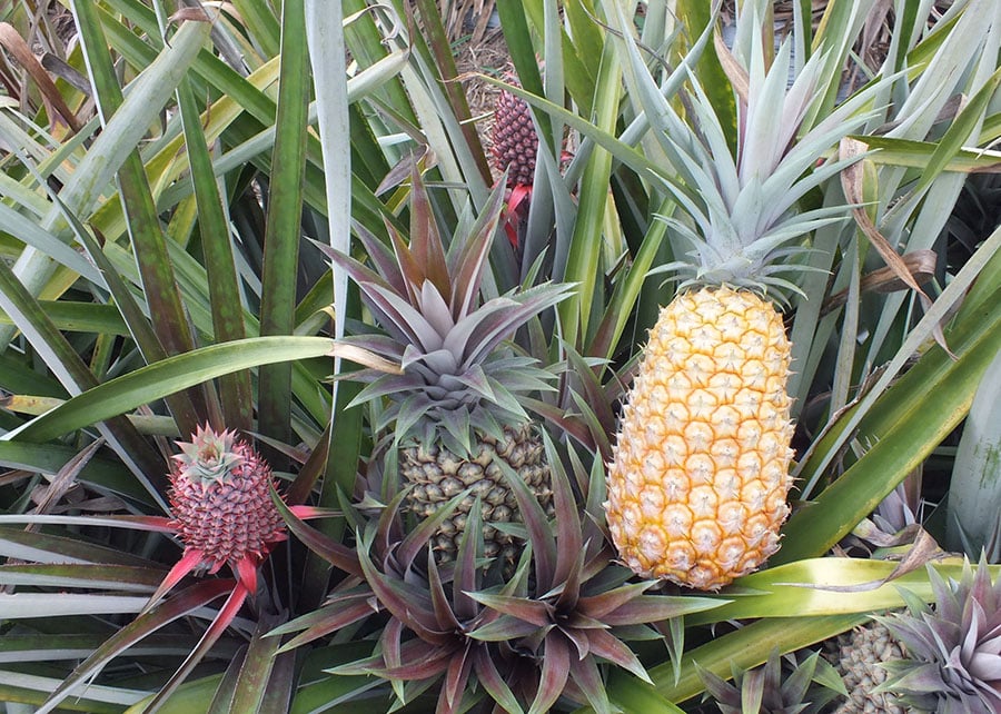 Embrapa Lança Variedades de Abacaxi Resistentes à Fusariose - Imagem do artigo original