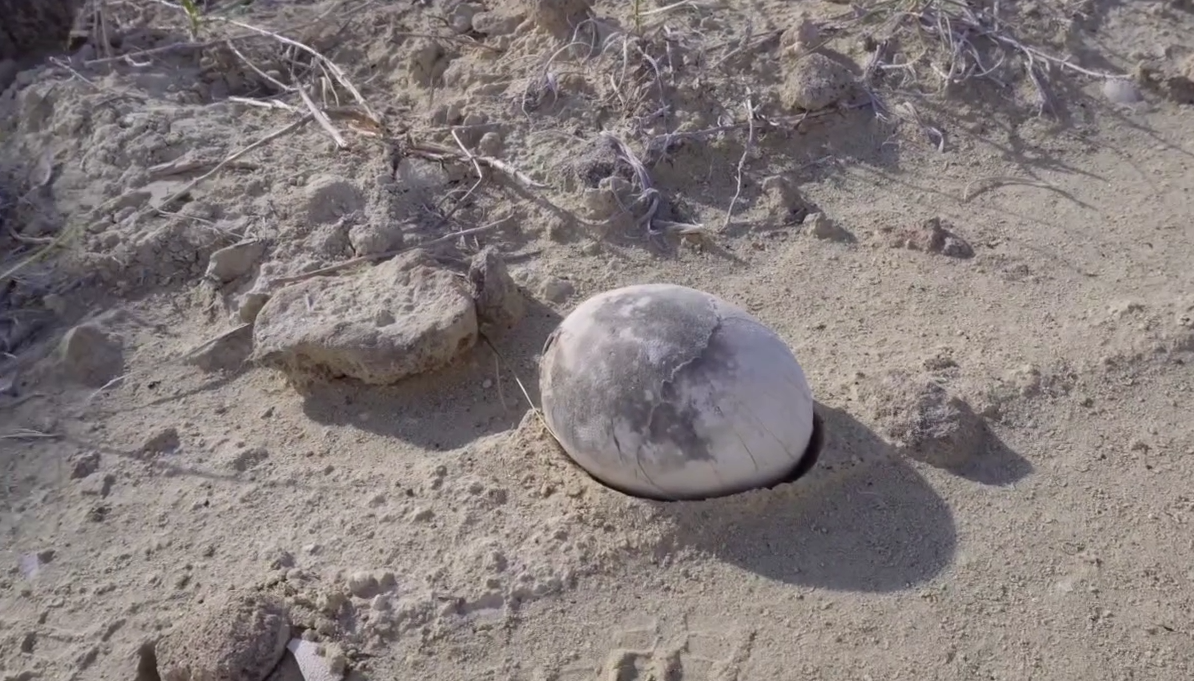 Ovo de Dinossauro Carnívoro de 70 Milhões de Anos é Encontrado - Imagem do artigo original