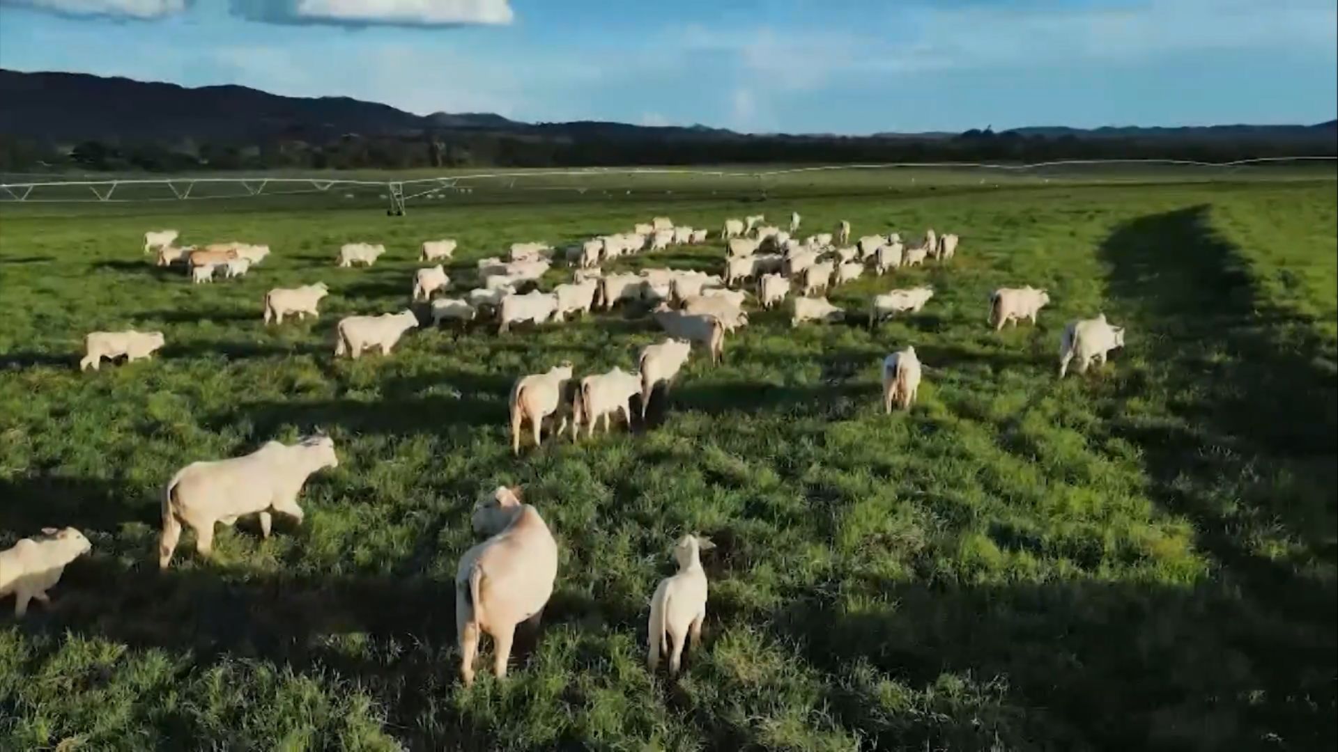 Suplementação na Seca Acelera Recria e Abate do Gado - Imagem do artigo original
