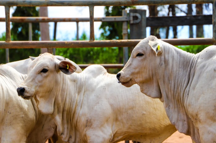 Vacinação Contra Brucelose Segue Obrigatória em SP - Imagem do artigo original