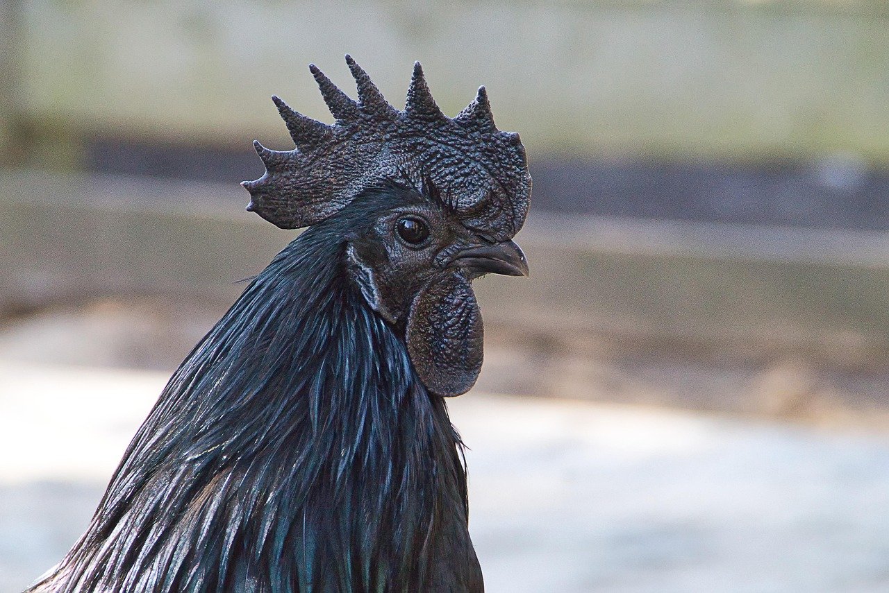 Ayam Cemani: Galinha Preta Pode Custar R$ 30 Mil - Imagem do artigo original