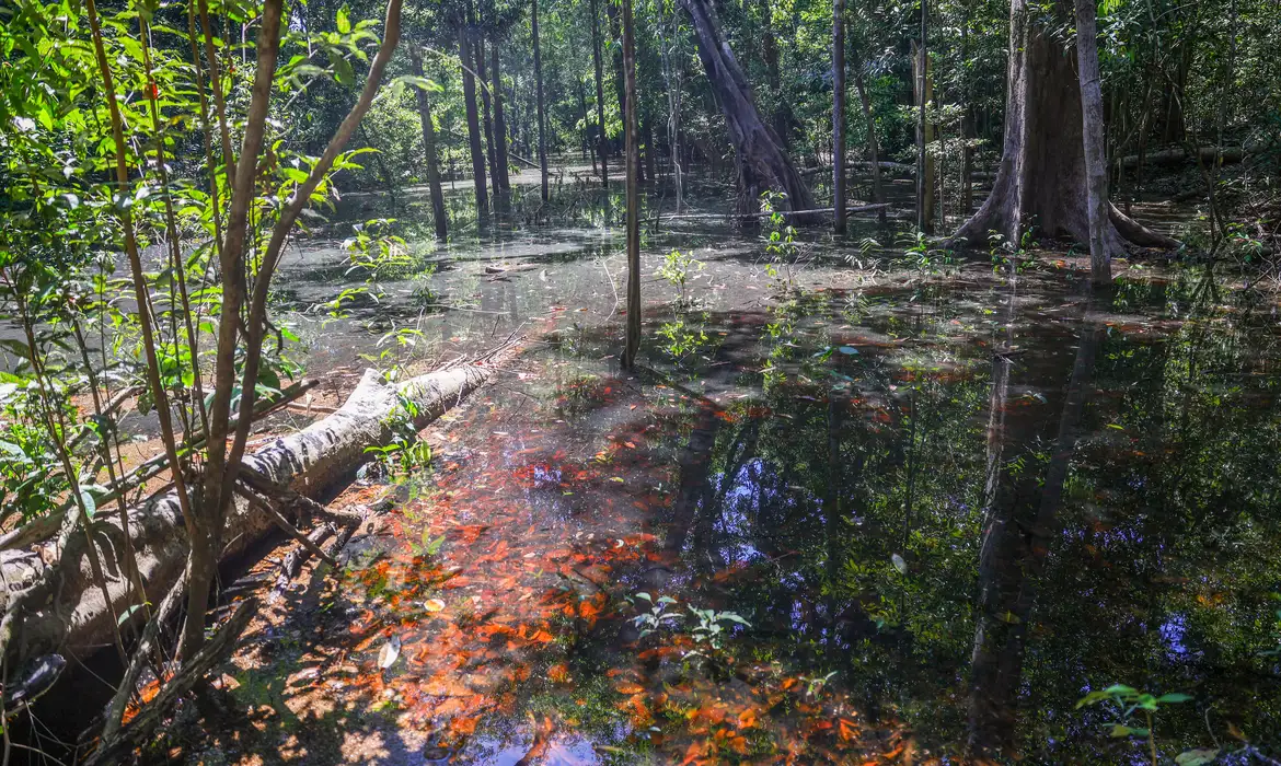 Pegadas Indicam Presença de Dinossauros na Amazônia - Imagem do artigo original