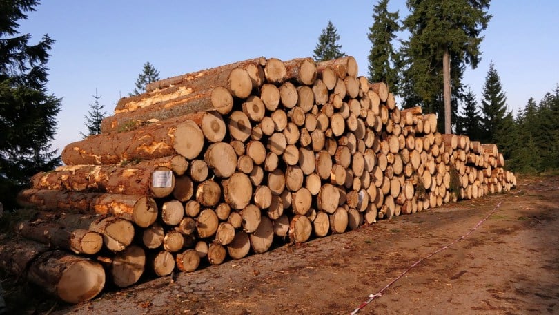 Exportações de Madeira aos EUA Caem 55% em 3 Meses - Imagem do artigo original