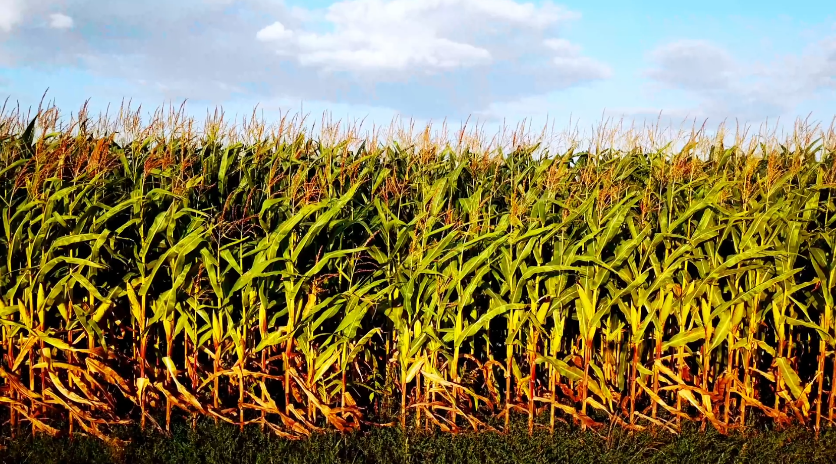 Liquidez do Milho Cai com Vendedor Fora do Mercado - Imagem do artigo original