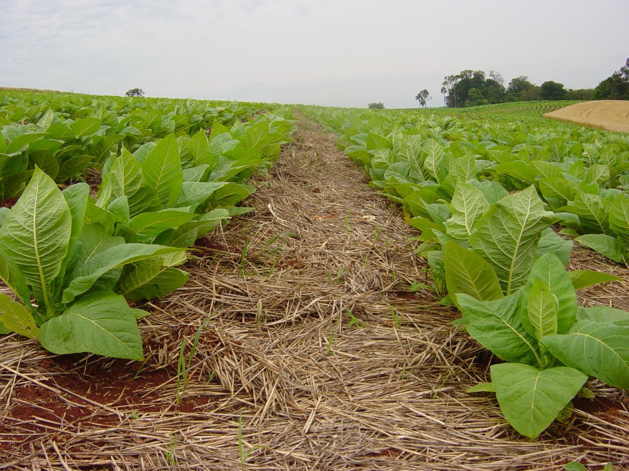 Comitiva do Tabaco Acompanha COP 11 em Genebra - Imagem do artigo original