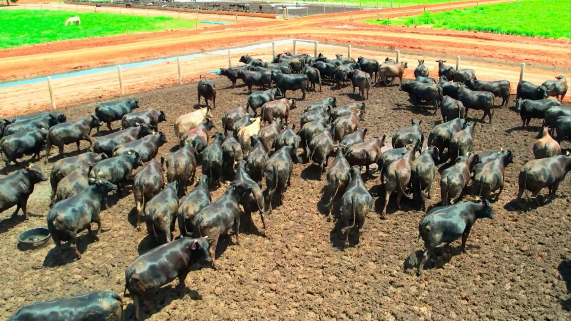 Pecuária Pode Reduzir 92% das Emissões até 2050, Diz FGV - Imagem do artigo original