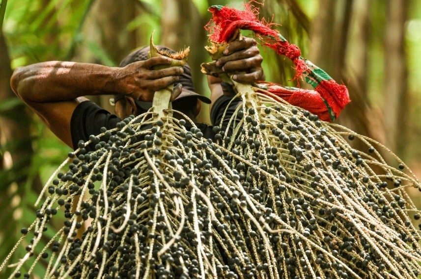 MDA Lança Programa para Recuperar Áreas com Frutos Tropicais - Imagem do artigo original