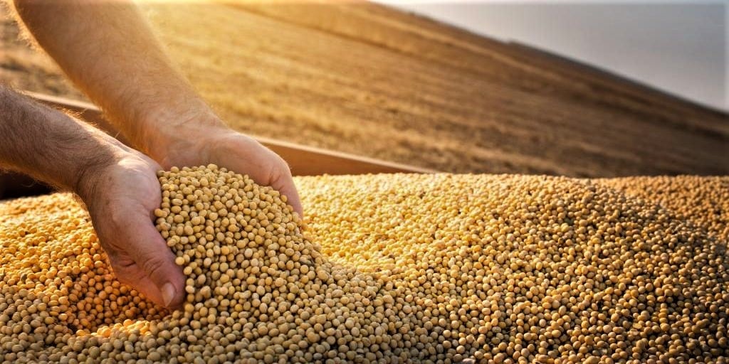 Abiove Prevê Recorde de Produção de Soja em 2026 - Imagem do artigo original