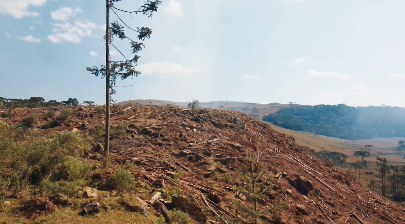 Programa Caminho Verde Recupera 40 Mi de Hectares Degradados - Imagem do artigo original