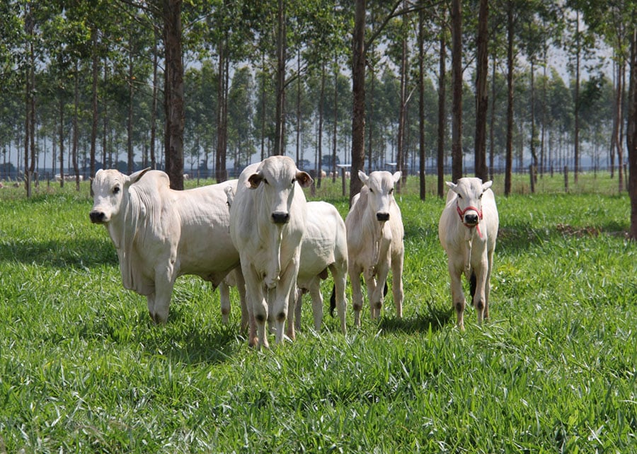 Embrapa Defende Pecuária Como Aliada Climática - Imagem do artigo original