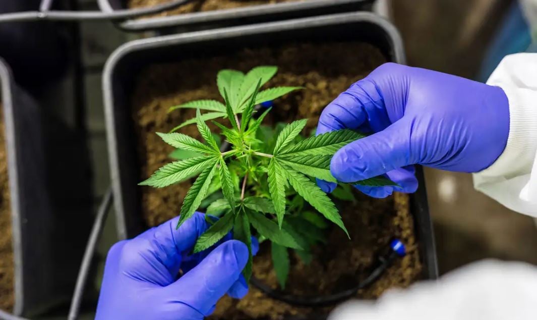 Anvisa Autoriza Embrapa a Pesquisar Cultivo de Cannabis - Imagem do artigo original