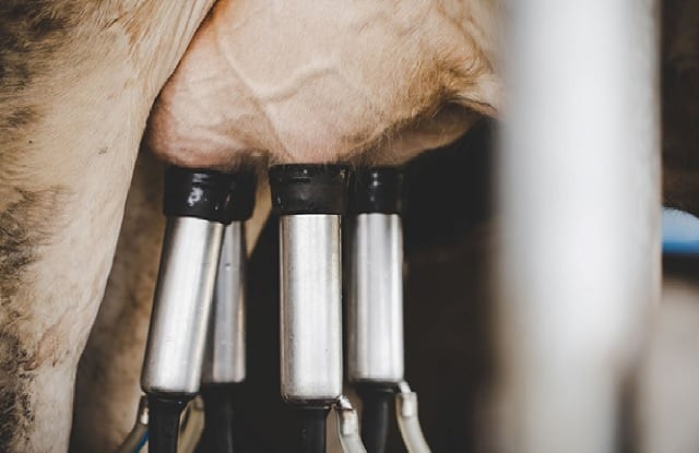 Preço do Leite Cai pelo Sexto Mês e Aperta Margens