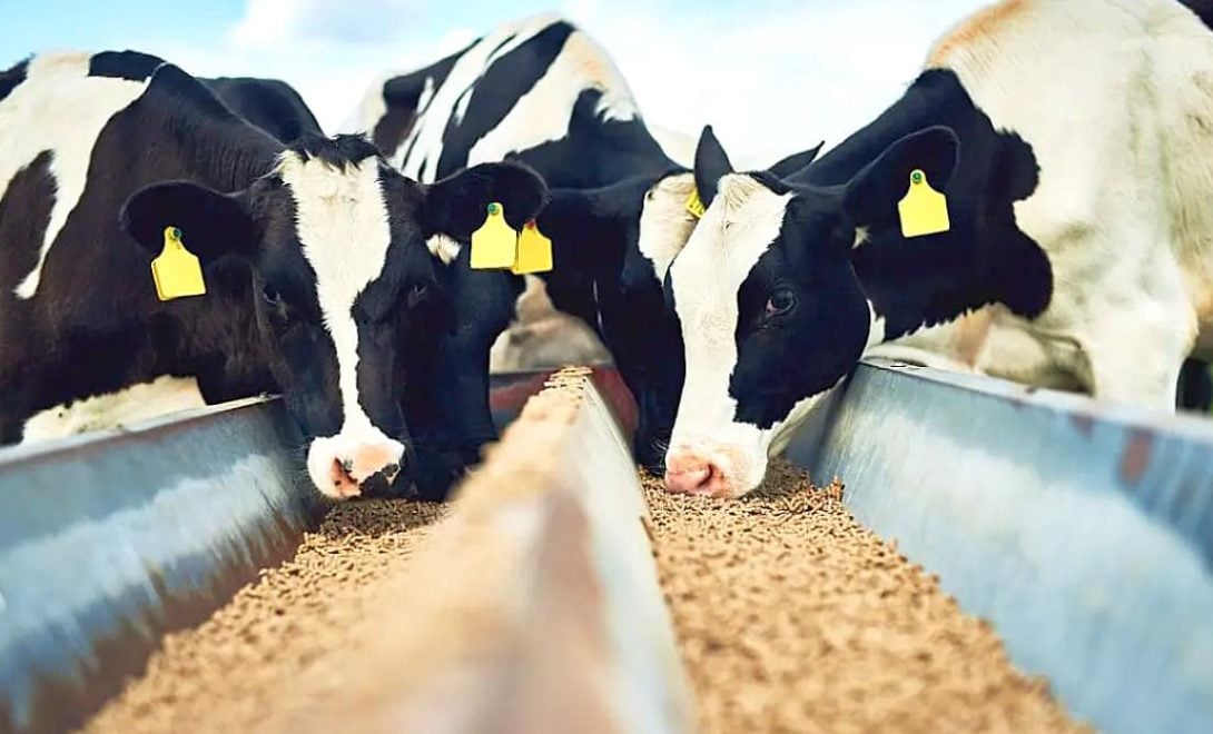 Brasil Mantém 3ª Posição em Ração e Enfrenta 5 Obstáculos - Imagem do artigo original