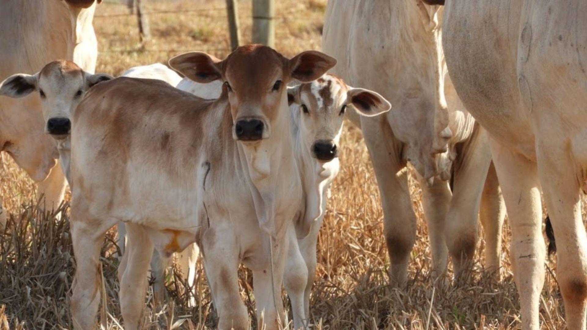 Nutrição Estratégica Eleva Prenhez na Estação de Monta - Imagem do artigo original