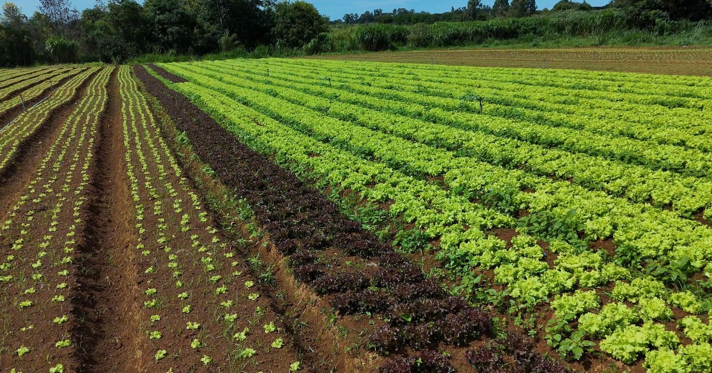Embrapa Reduz Uso de Água em Hortaliças em 61% - Imagem do artigo original