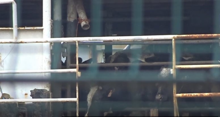 Navio com 3 Mil Vacas Fica Dois Meses à Deriva - Imagem do artigo original