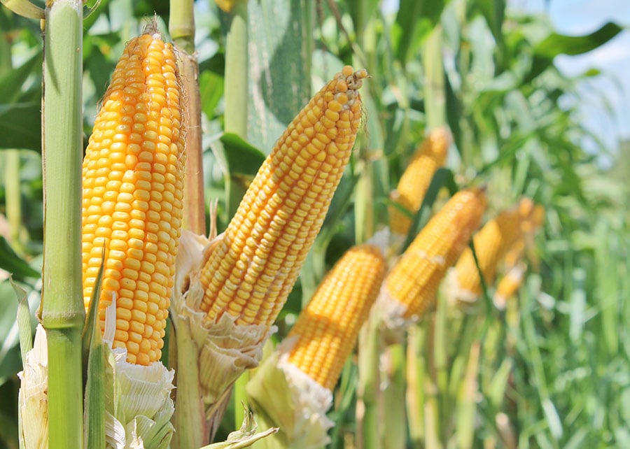 Retração de Vendedores Sustenta Preço do Milho no País - Imagem do artigo original