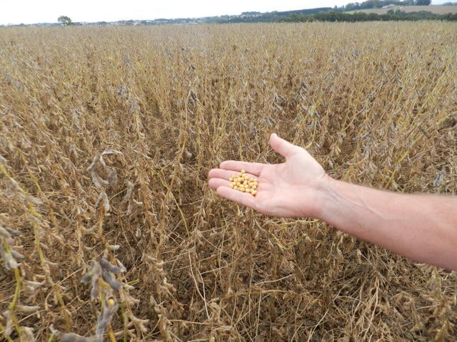 Clima Irregular Atrasa Plantio e Eleva Preço da Soja