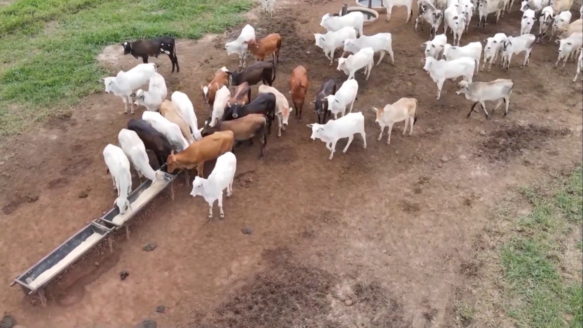 Fósforo Adequado Eleva Desempenho do Gado nas Águas - Imagem do artigo original