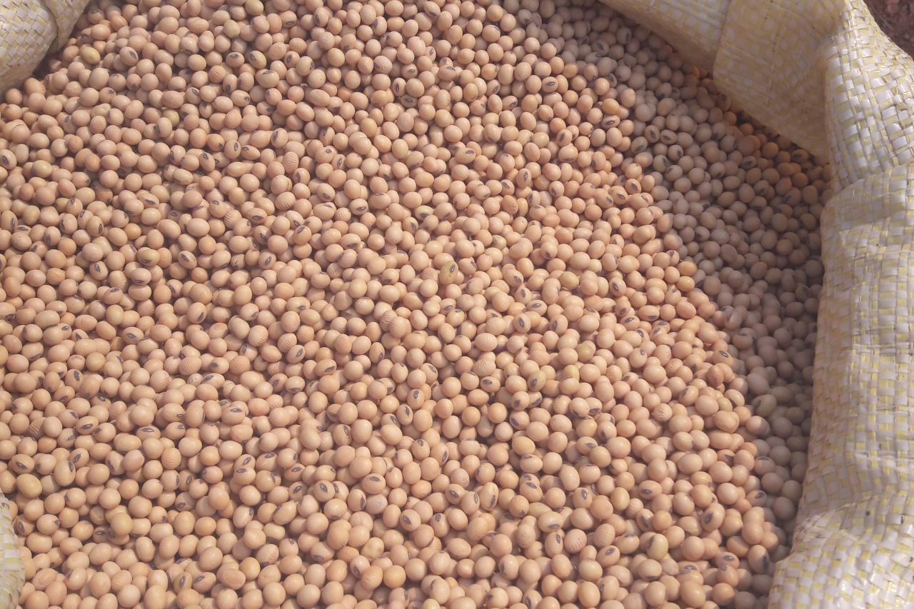 Soja Inicia Semana com Preços Estáveis e Leves Quedas - Imagem do artigo original