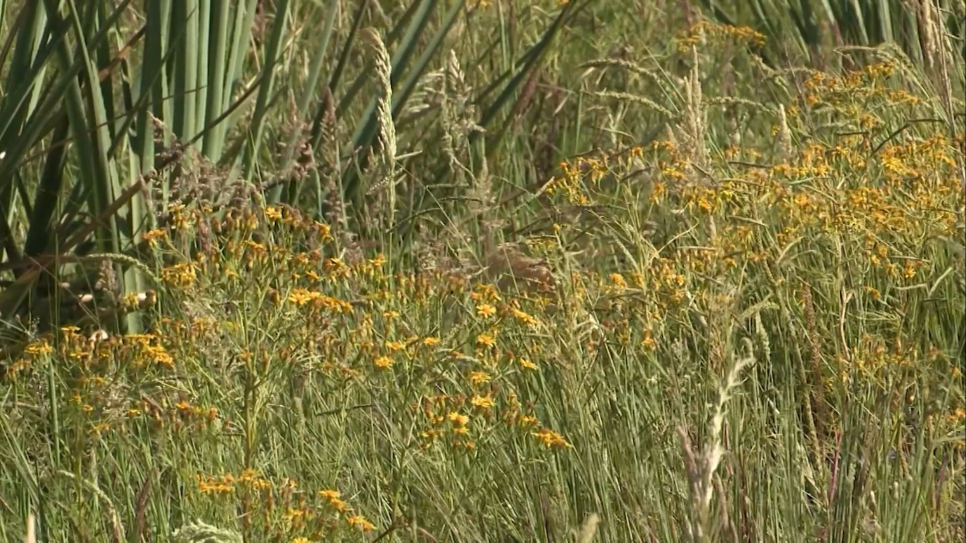 Herbicida Deve Ser Aplicado Até 40 Dias Após Plantio - Imagem do artigo original
