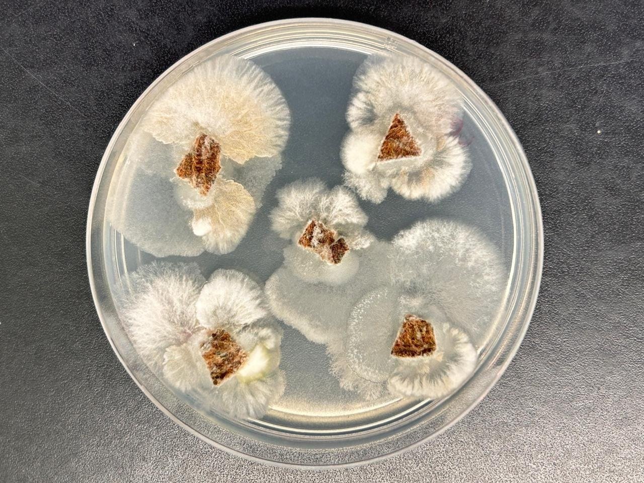 Fungo Brasileiro Gera Molécula Mais Potente Que Glifosato - Imagem do artigo original