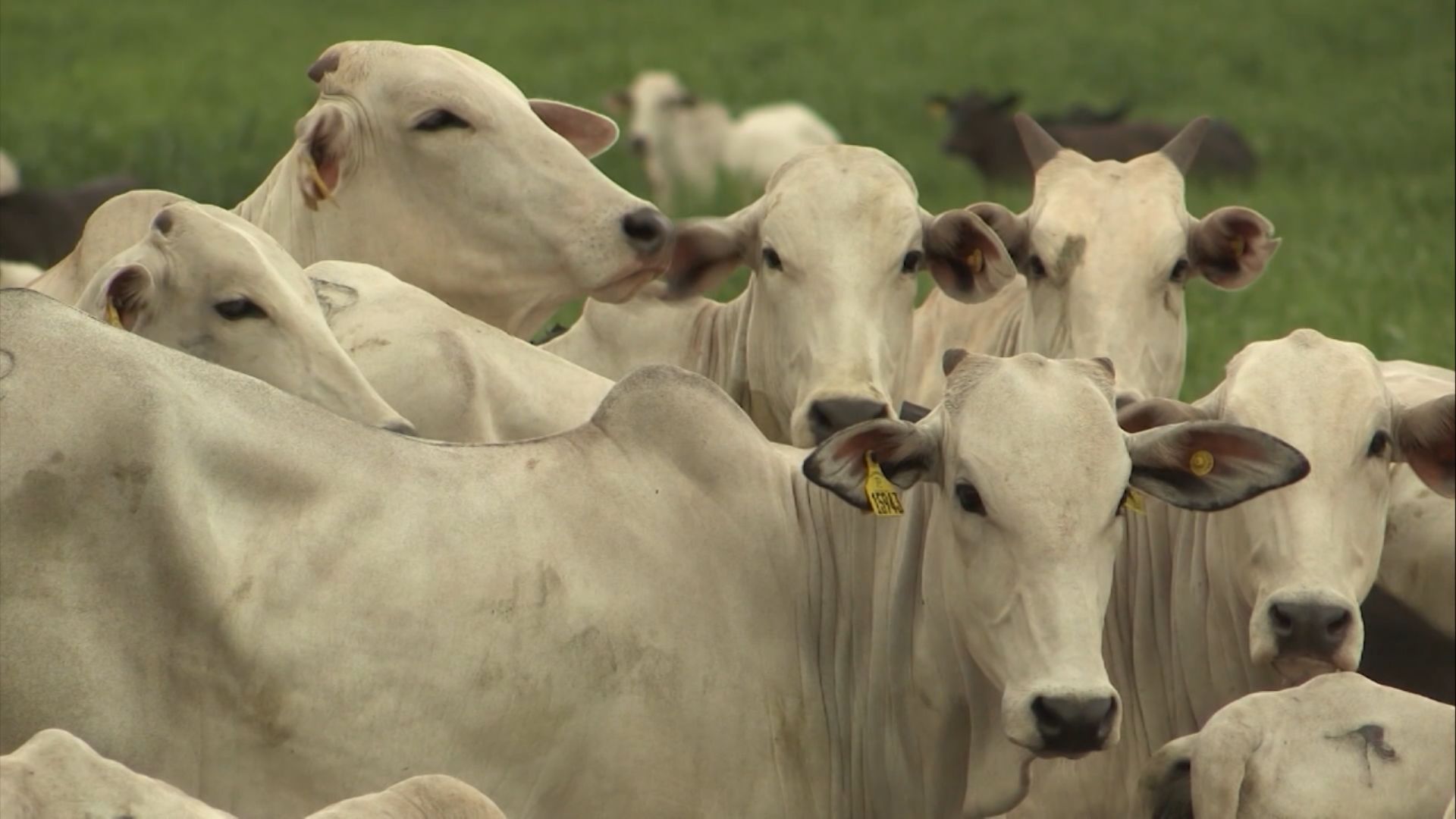 China Adia Investigação sobre Carne Bovina Importada - Imagem do artigo original