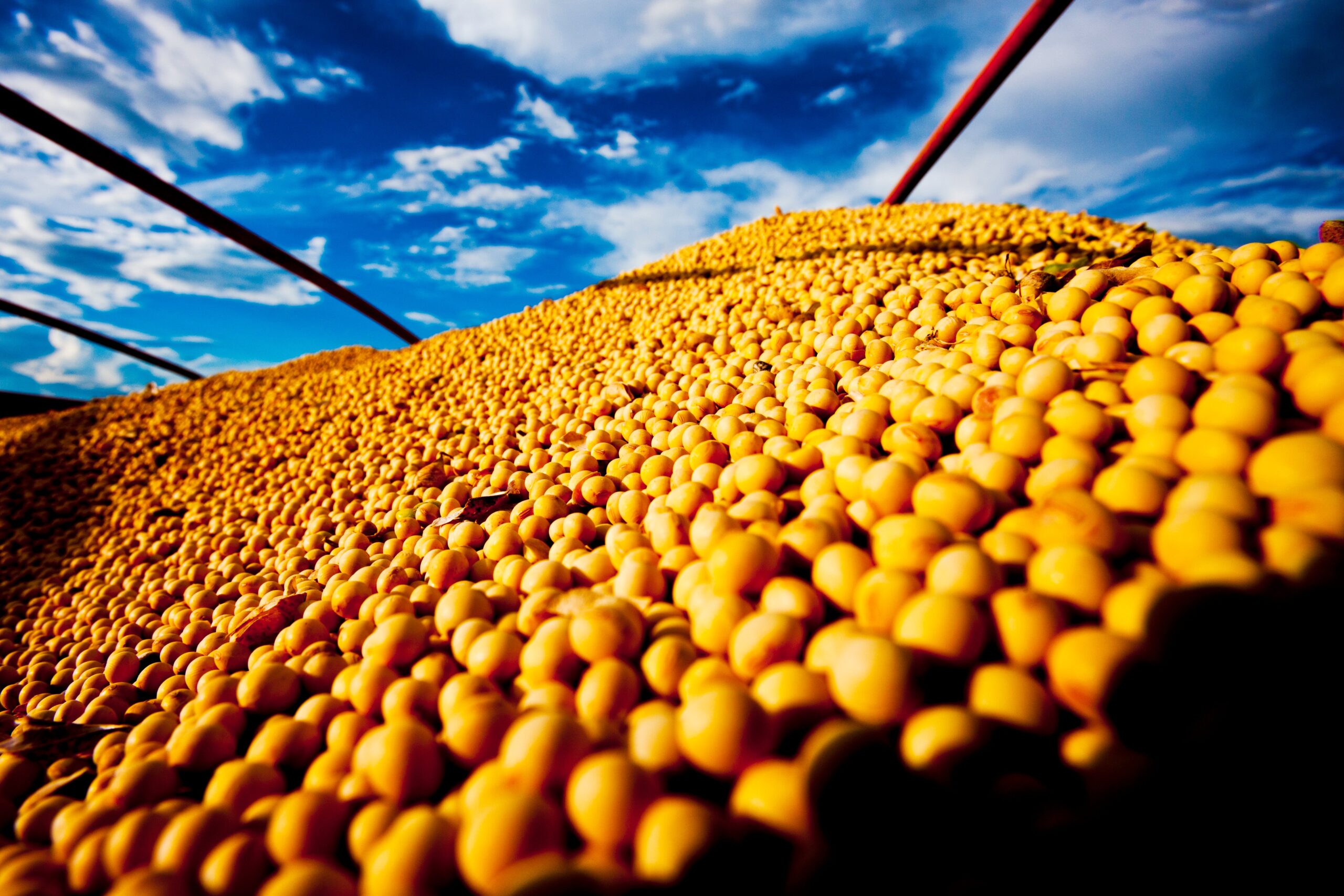 Negócios Com Soja Seguem Lentos, Preços Se Sustentam - Imagem do artigo original