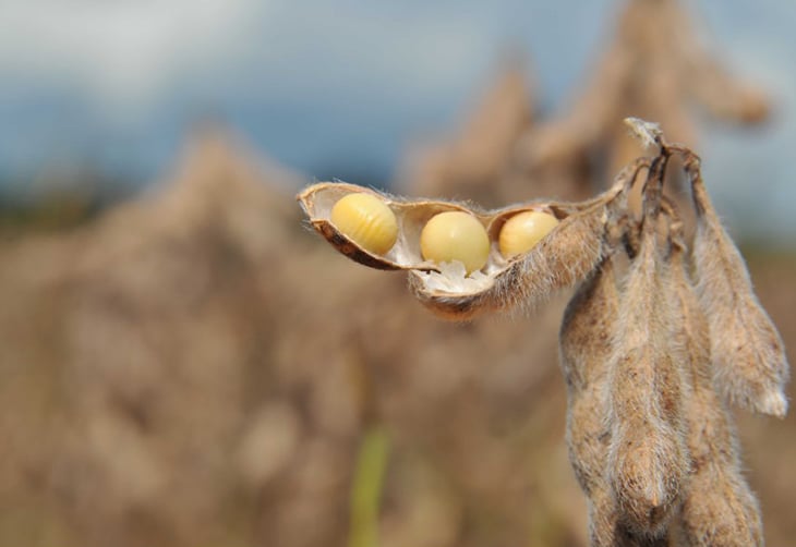Paraná Projeta Alta de 4% na Soja em 2025/26 - Imagem do artigo original