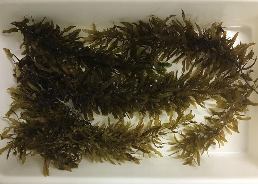 Algas Marinhas São Aposta de Projeto Brasil-Europa - Imagem do artigo original