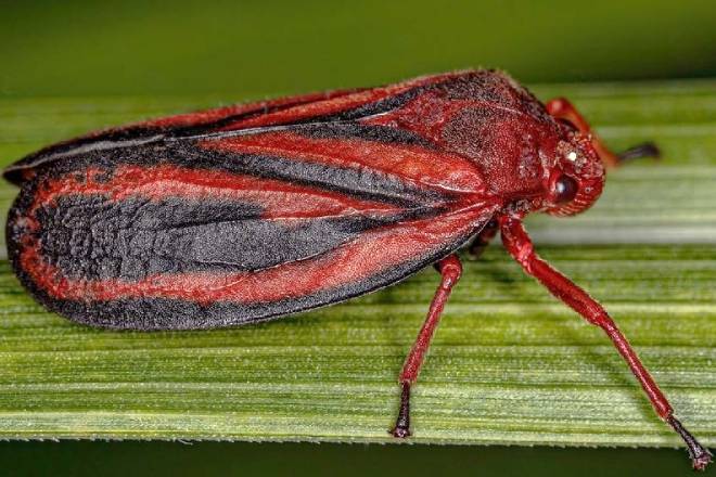 Pesquisa Brasileira Registra Nova Praga da Cana-de-Açúcar - Imagem do artigo original