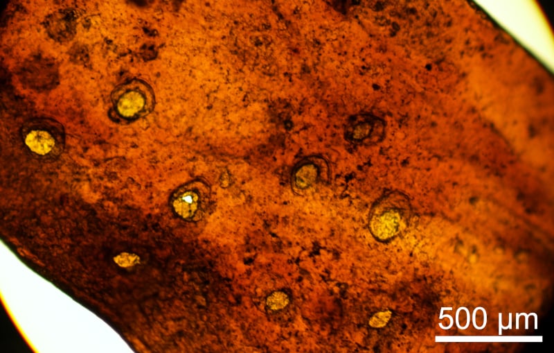 Fóssil de Líquen de 410 Milhões de Anos É Confirmado - Imagem do artigo original