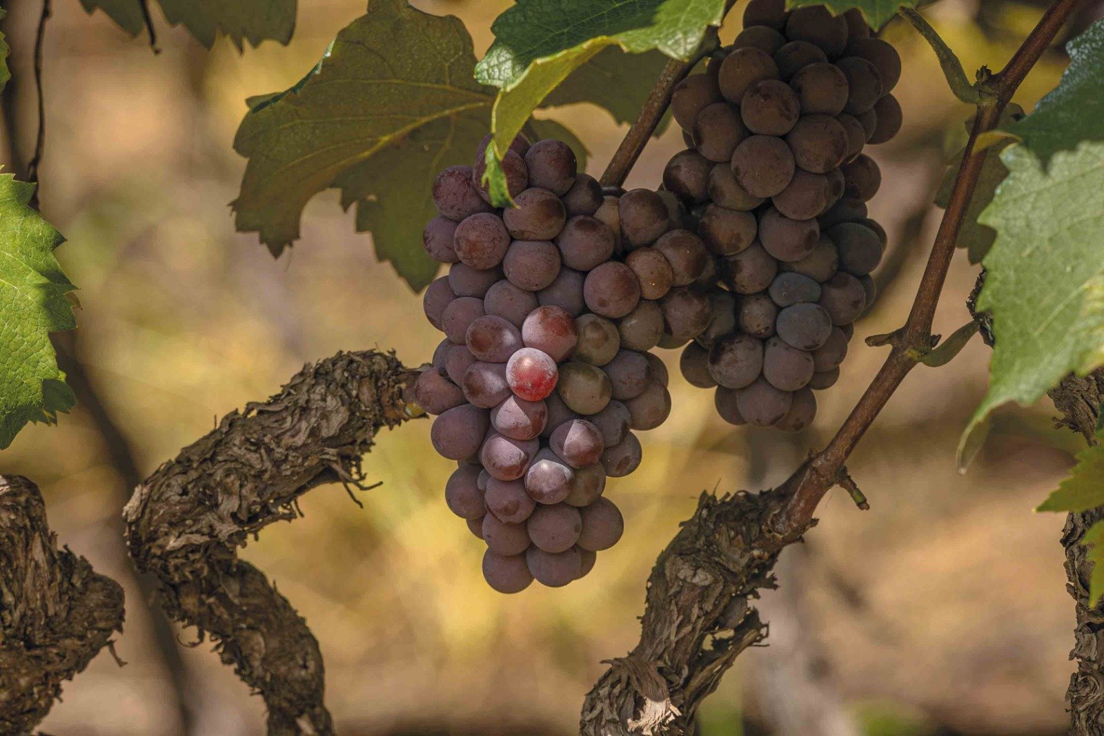 Livro Documenta História do Circuito das Frutas - Imagem do artigo original