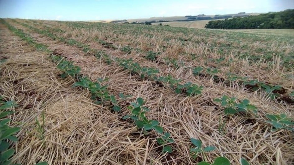 Plantio de Soja Atinge 60% no RS; Milho e Arroz Avançam - Imagem do artigo original