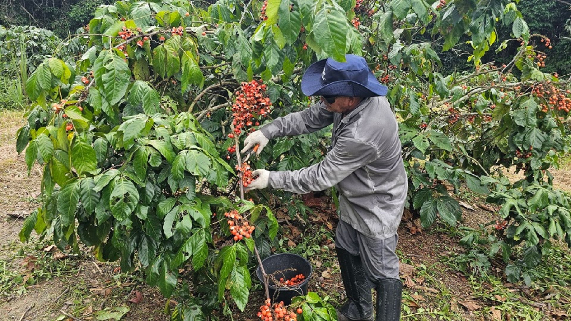 Produção de Guaraná no Amazonas Deve Crescer Até 30% em 2025 - Imagem do artigo original