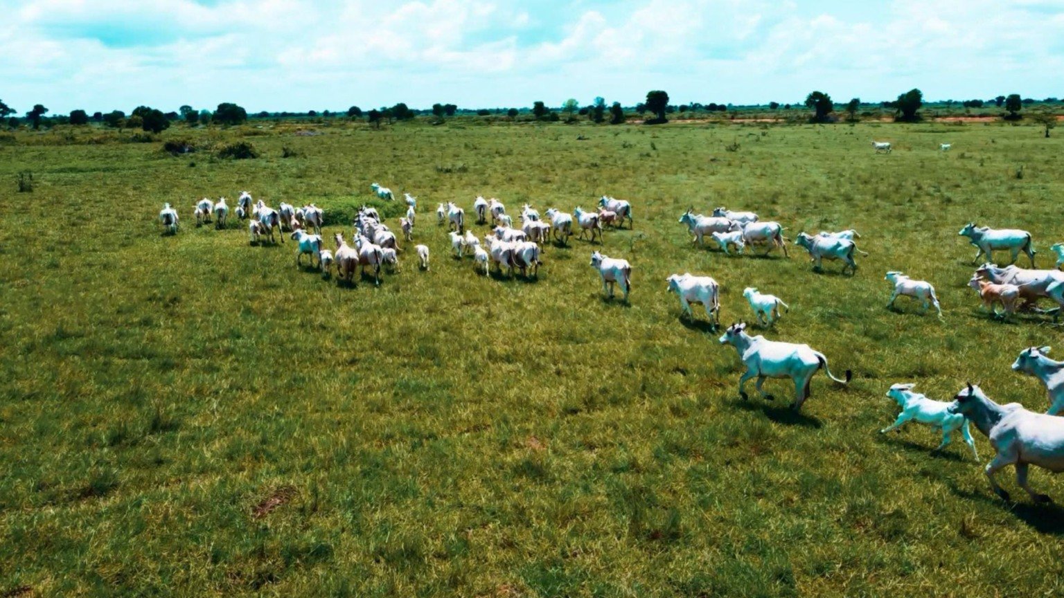 Escritórios Verdes Auxiliam Fazenda do Pará a Retomar Vendas - Imagem do artigo