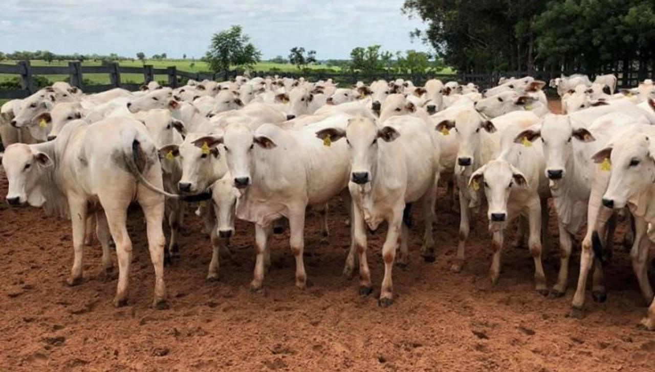Boi Gordo Inicia Dezembro com Cotações Estáveis