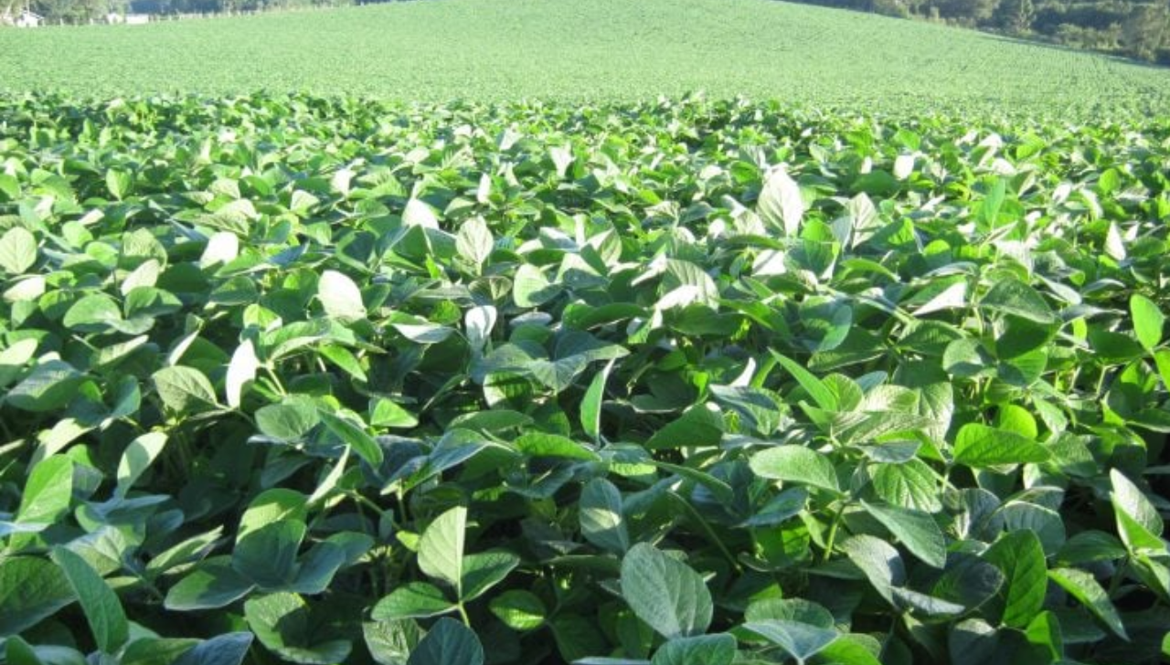 SC Regula Autorizações Excepcionais Para Plantio de Soja