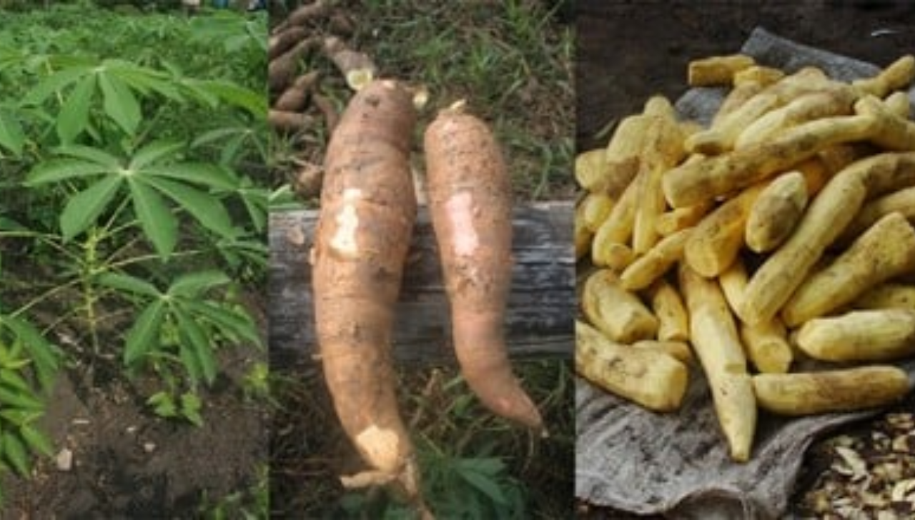 Diferenças Entre Macaxeira e Mandioca Brava no Amazonas